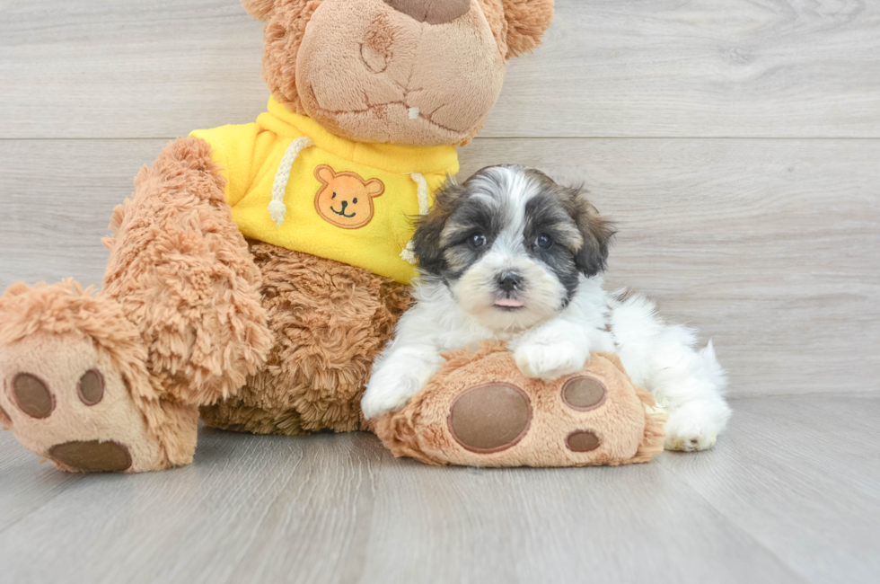 9 week old Teddy Bear Puppy For Sale - Puppy Love PR