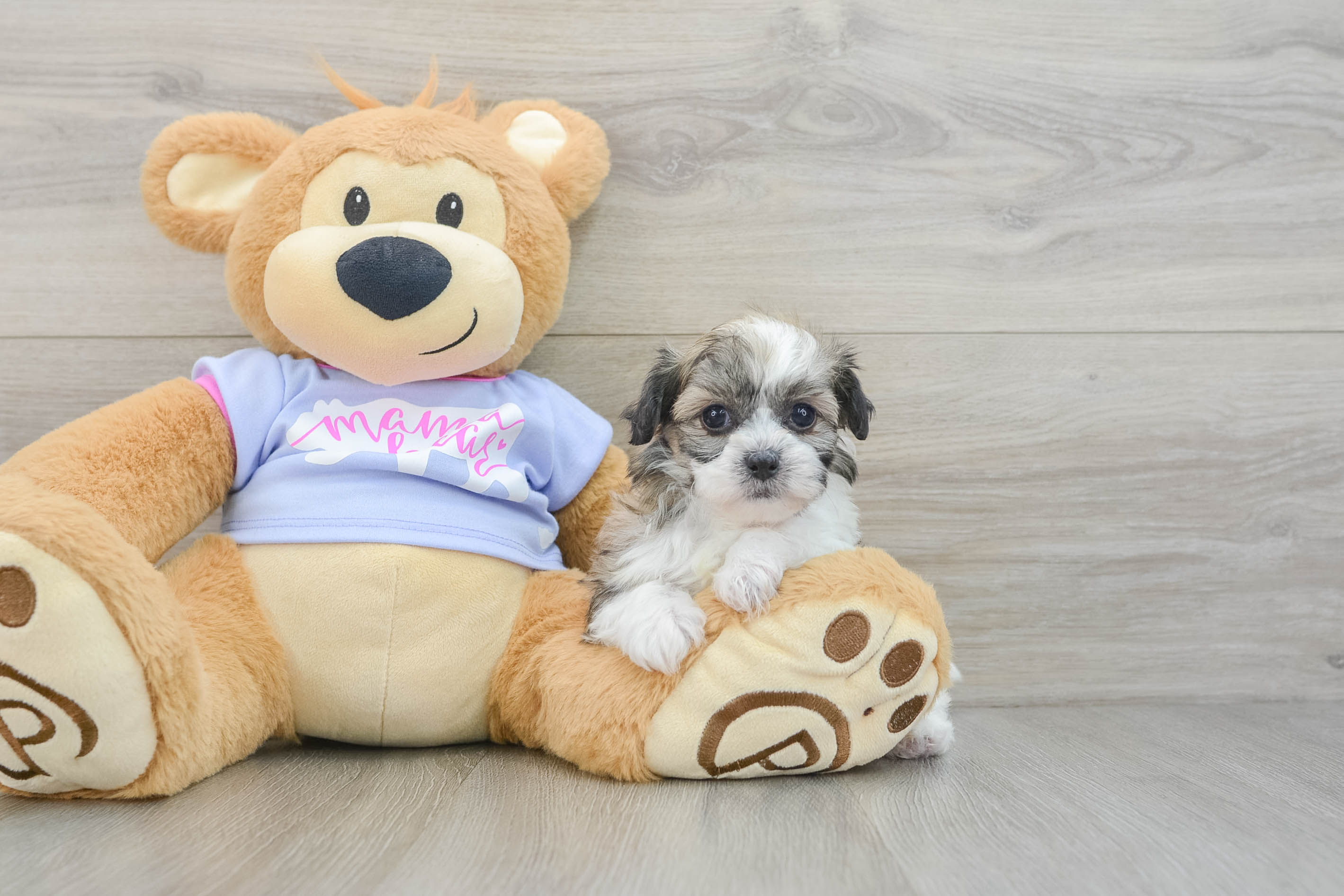 Teddy Bear Puppy for Adoption