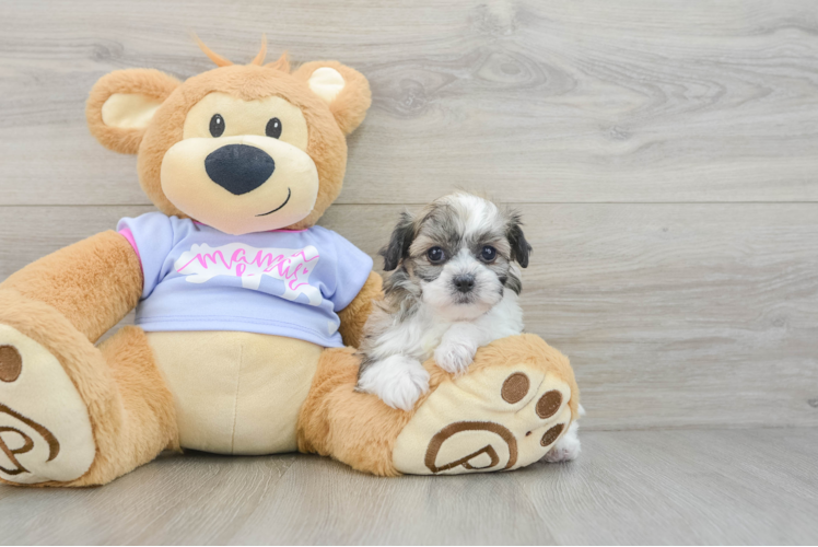Meet Rory - our Teddy Bear Puppy Photo 1/3 - Puppy Love PR Teddy Bear Puppy for Adoption