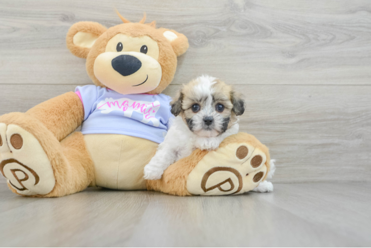 Meet Rose - our Teddy Bear Puppy Photo 1/3 - Puppy Love PR Friendly Teddy Bear Baby