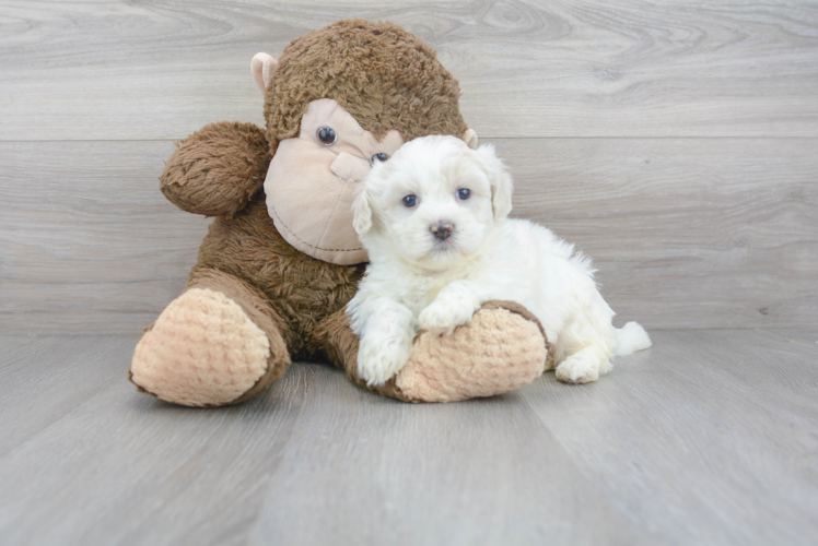 Meet Rose - our Teddy Bear Puppy Photo 1/3 - Puppy Love PR Cute Shi Chon Designer Puppy
