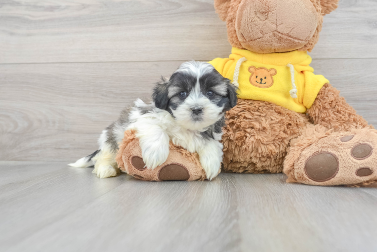 Meet Rossi - our Teddy Bear Puppy Photo 1/3 - Puppy Love PR Teddy Bear Pup Being Cute