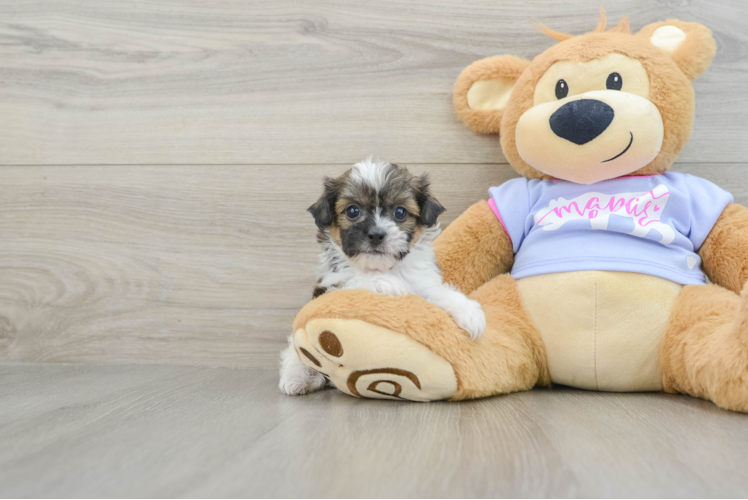 Meet Rossi - our Teddy Bear Puppy Photo 1/3 - Puppy Love PR Best Teddy Bear Baby