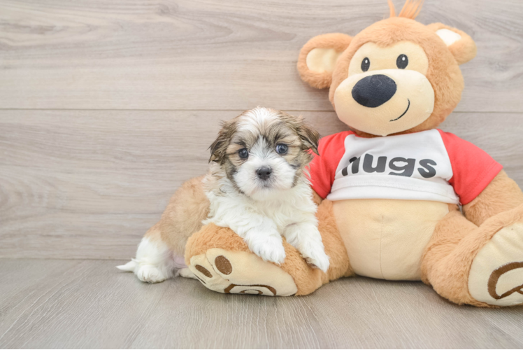 Teddy Bear Pup Being Cute