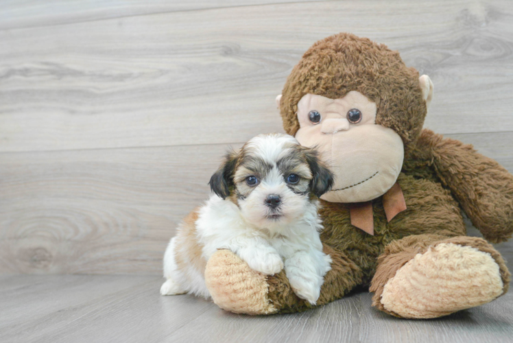 Meet Rossi - our Teddy Bear Puppy Photo 1/3 - Puppy Love PR Friendly Teddy Bear Baby
