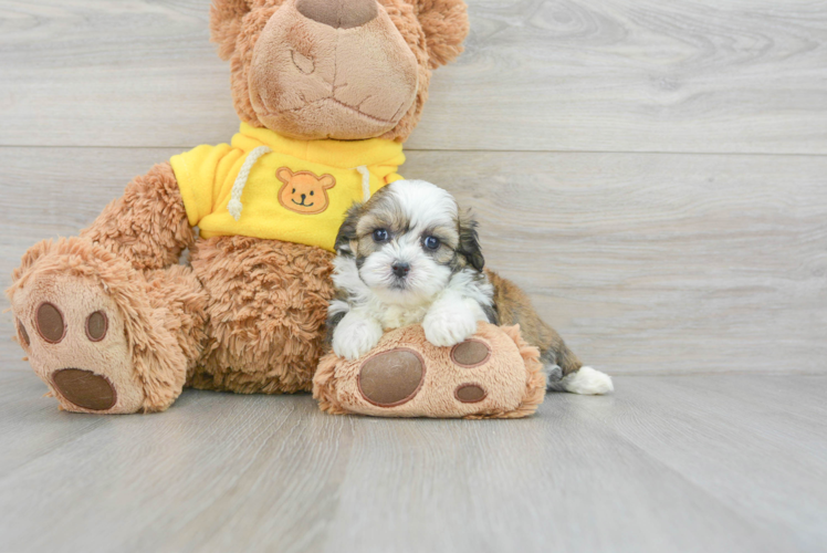Teddy Bear Pup Being Cute