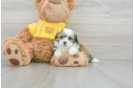 Teddy Bear Pup Being Cute