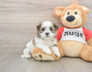 8 week old Teddy Bear Puppy For Sale - Puppy Love PR