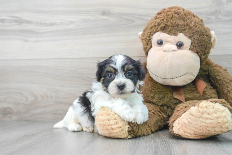 Meet Ruxin - our Teddy Bear Puppy Photo 1/3 - Puppy Love PR Teddy Bear Puppy for Adoption