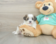 7 week old Teddy Bear Puppy For Sale - Puppy Love PR