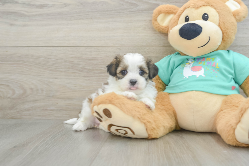 Funny Teddy Bear Designer Pup