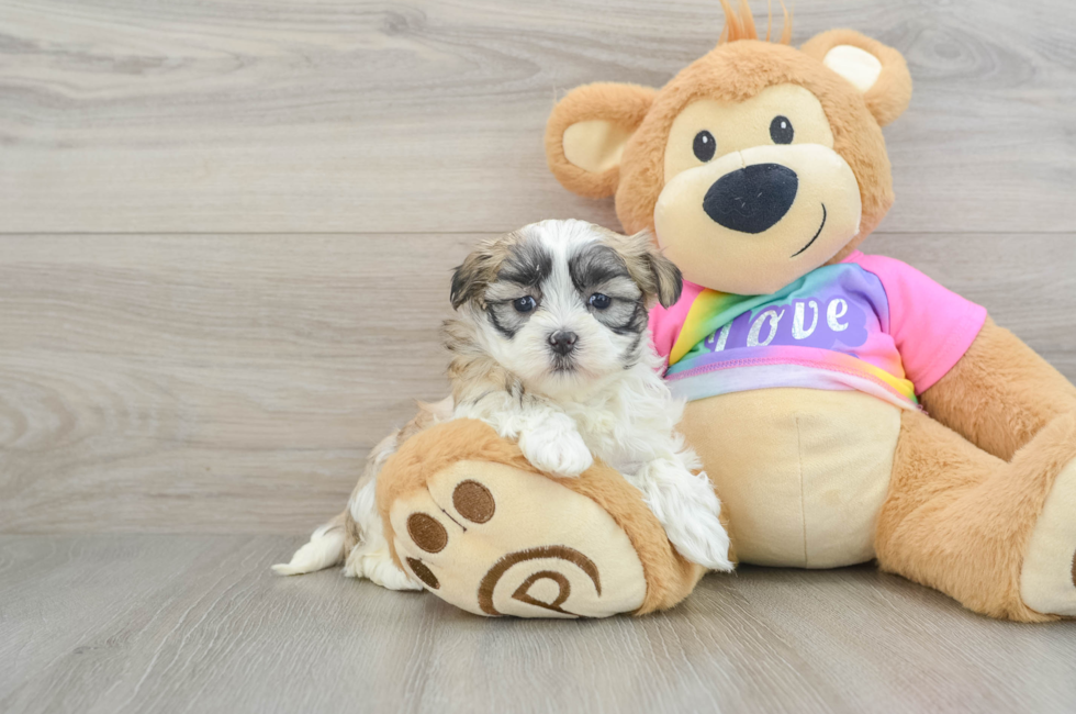 6 week old Teddy Bear Puppy For Sale - Puppy Love PR