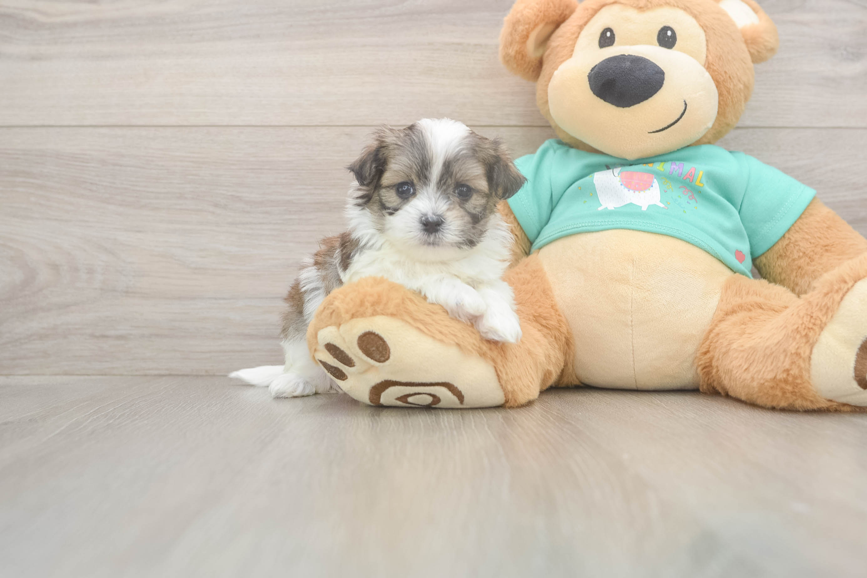 Best Teddy Bear Baby