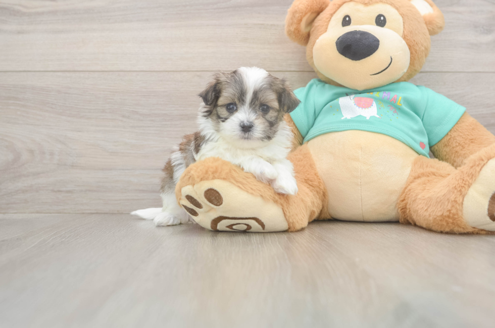 5 week old Teddy Bear Puppy For Sale - Puppy Love PR
