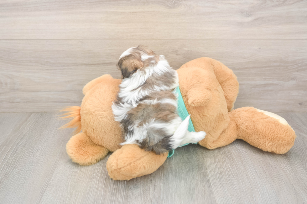 Popular Teddy Bear Designer Pup