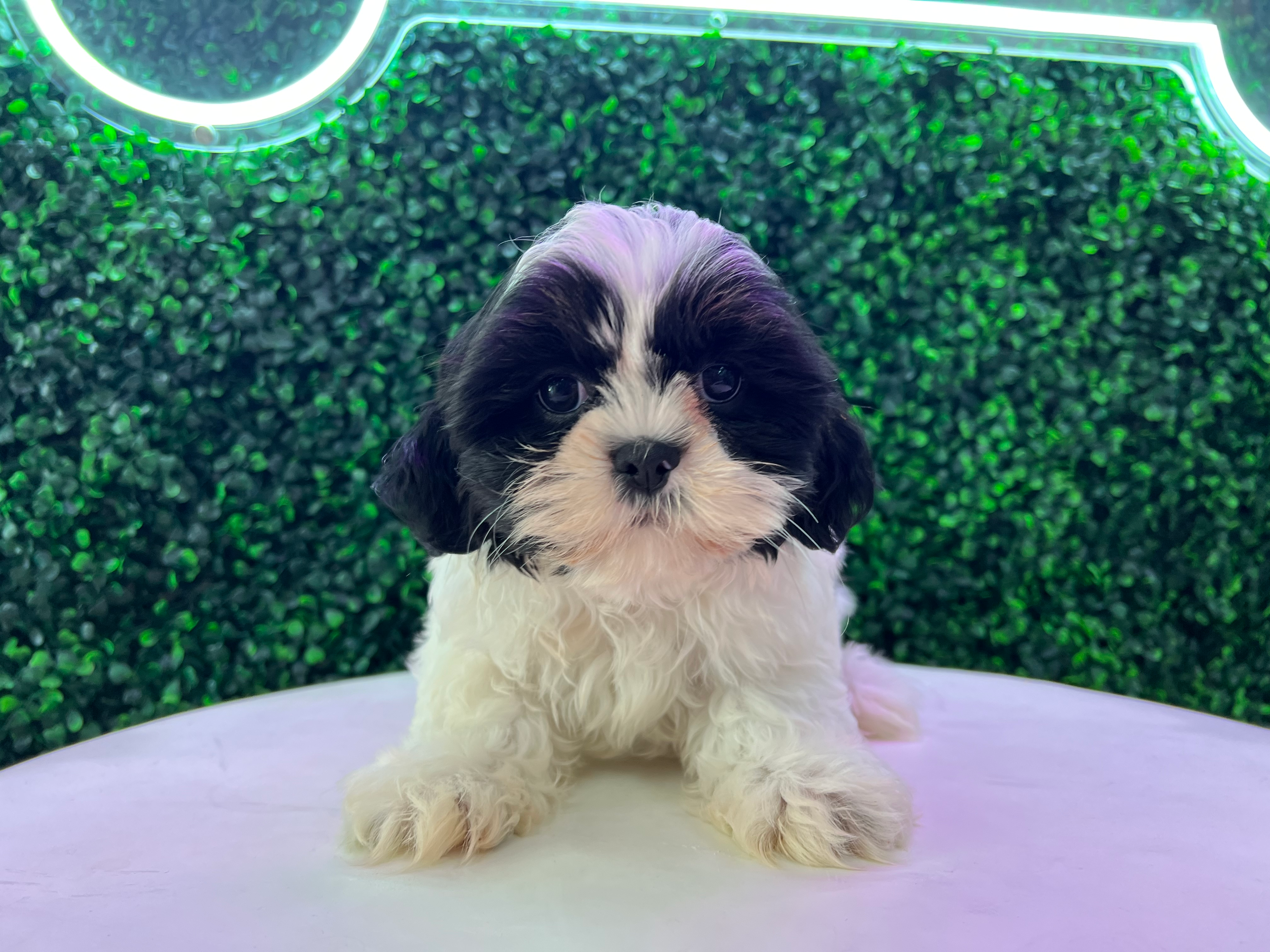 Cute Teddy Bear Baby