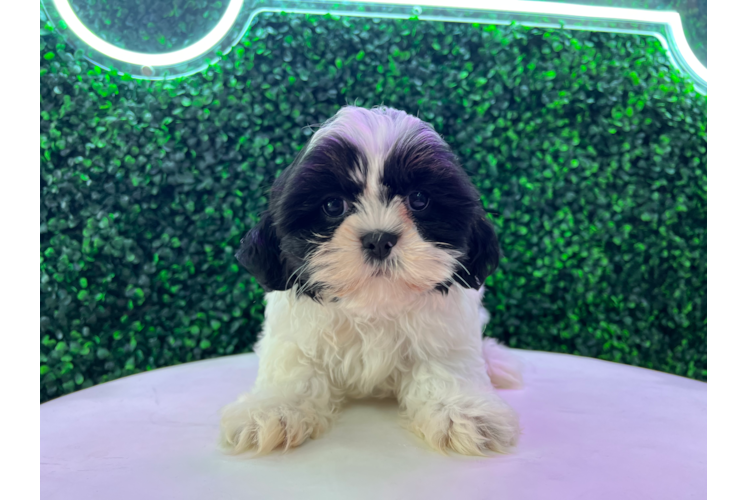 Meet Samuel - our Teddy Bear Puppy Photo 1/4 - Puppy Love PR Cute Teddy Bear Baby