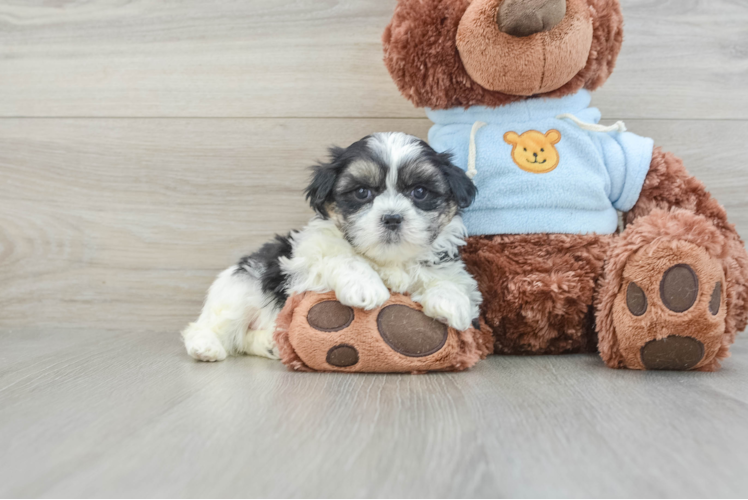 Teddy Bear Pup Being Cute