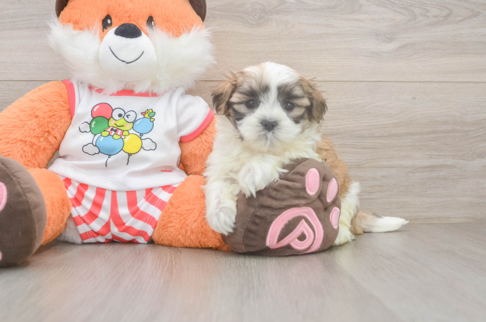 5 week old Teddy Bear Puppy For Sale - Puppy Love PR