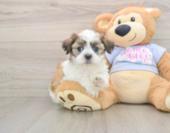 7 week old Teddy Bear Puppy For Sale - Puppy Love PR