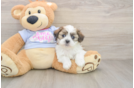 Teddy Bear Puppy for Adoption