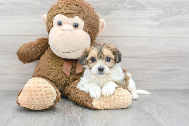 Meet Sandra - our Teddy Bear Puppy Photo 1/3 - Puppy Love PR Adorable Shit Designer Puppy