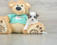 7 week old Teddy Bear Puppy For Sale - Puppy Love PR