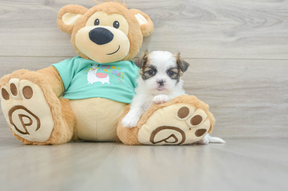 6 week old Teddy Bear Puppy For Sale - Puppy Love PR