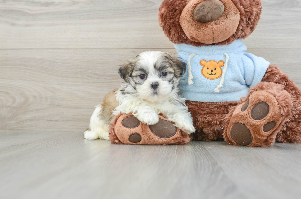 8 week old Teddy Bear Puppy For Sale - Puppy Love PR