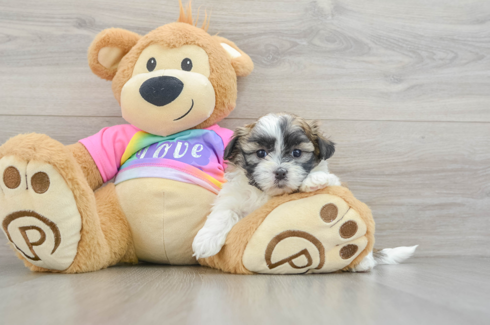 6 week old Teddy Bear Puppy For Sale - Puppy Love PR