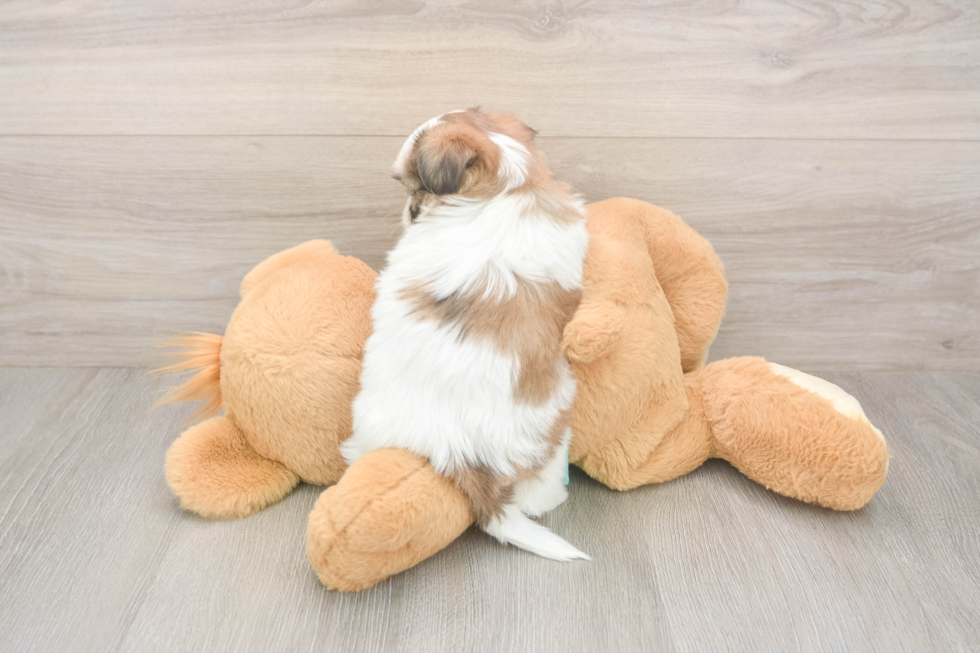 Best Teddy Bear Baby