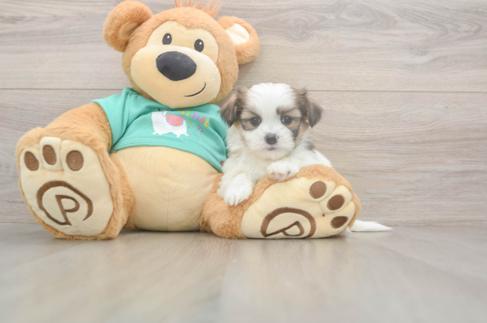 5 week old Teddy Bear Puppy For Sale - Puppy Love PR