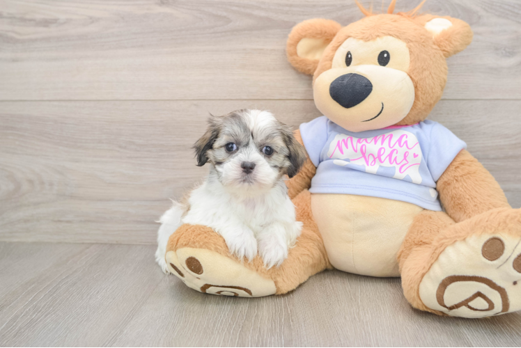Little Shitzu Designer Puppy