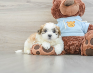 10 week old Teddy Bear Puppy For Sale - Puppy Love PR