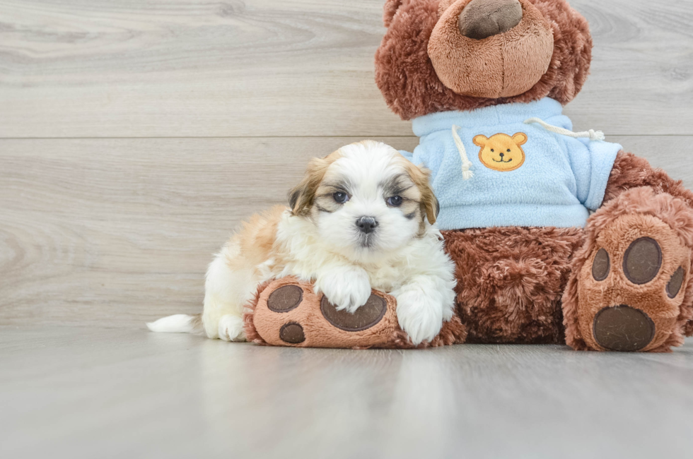 8 week old Teddy Bear Puppy For Sale - Puppy Love PR