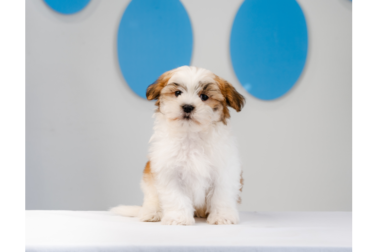 Cute Teddy Bear Designer Pup