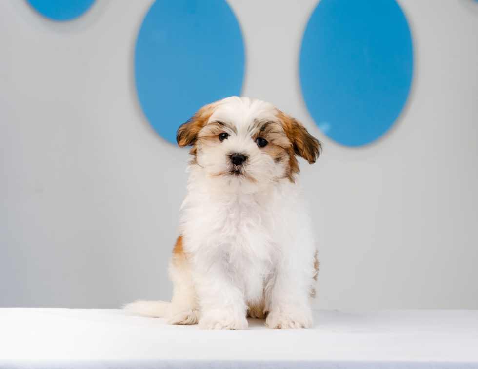 Cute Teddy Bear Designer Pup