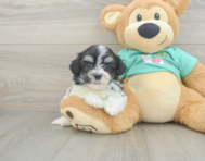 7 week old Teddy Bear Puppy For Sale - Puppy Love PR
