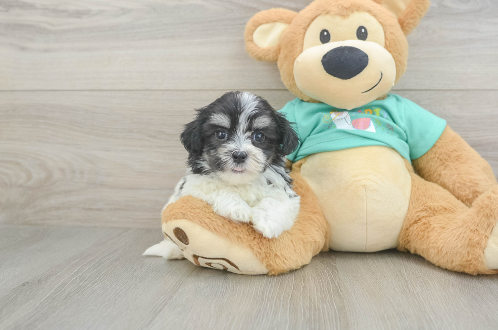 6 week old Teddy Bear Puppy For Sale - Puppy Love PR
