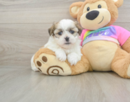 6 week old Teddy Bear Puppy For Sale - Puppy Love PR