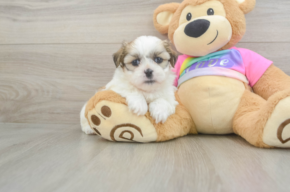 6 week old Teddy Bear Puppy For Sale - Puppy Love PR