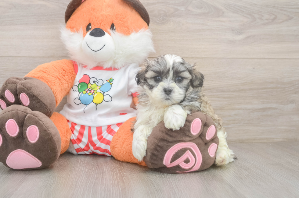 5 week old Teddy Bear Puppy For Sale - Puppy Love PR