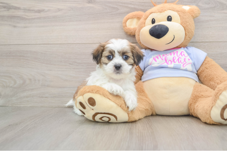 Best Teddy Bear Baby