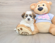 7 week old Teddy Bear Puppy For Sale - Puppy Love PR