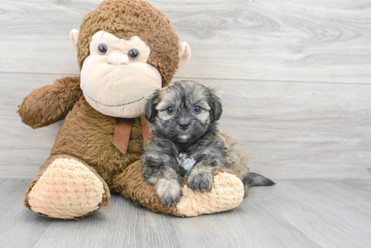 Meet Selena - our Teddy Bear Puppy Photo 1/3 - Puppy Love PR Smart Teddy Bear Designer Pup