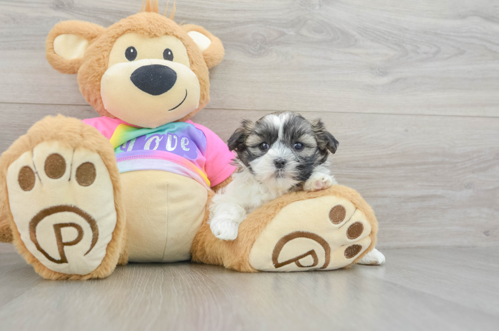 6 week old Teddy Bear Puppy For Sale - Puppy Love PR