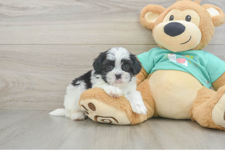 Playful Shit Designer Puppy