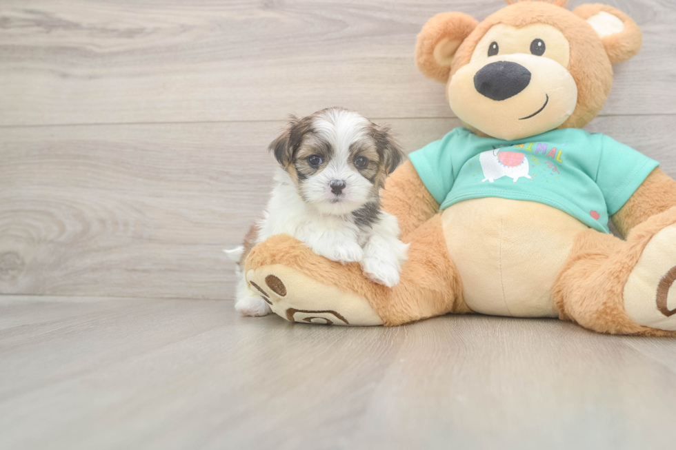 Best Teddy Bear Baby