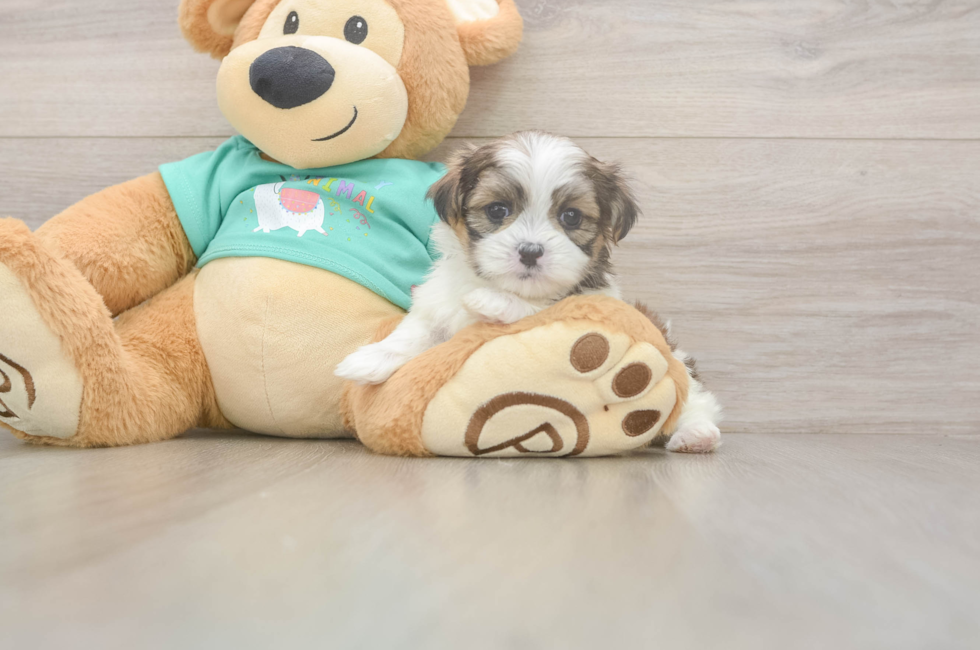 5 week old Teddy Bear Puppy For Sale - Puppy Love PR