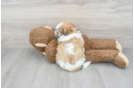 Energetic Shitzu Designer Puppy